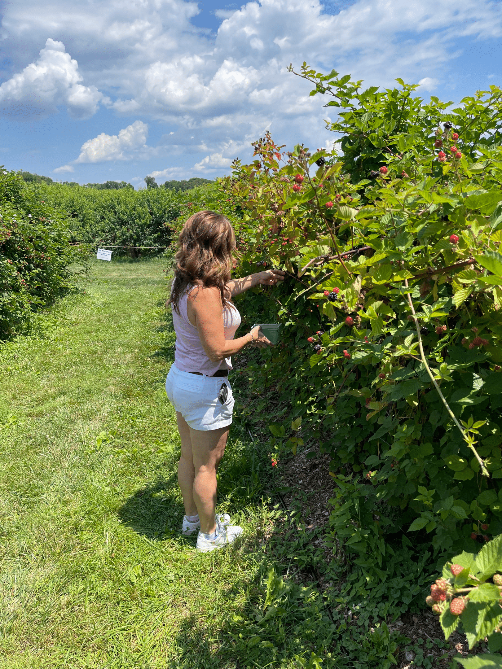 Blackberry Picking at Rock Hill Orchards near Frederick Maryland