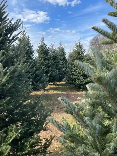 Best christmas tree farm near frederick md scaled