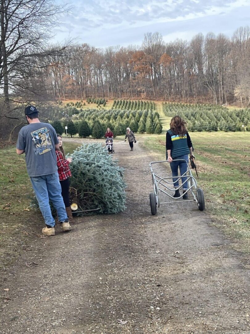 Best Christmas Tree Farm Near Frederick