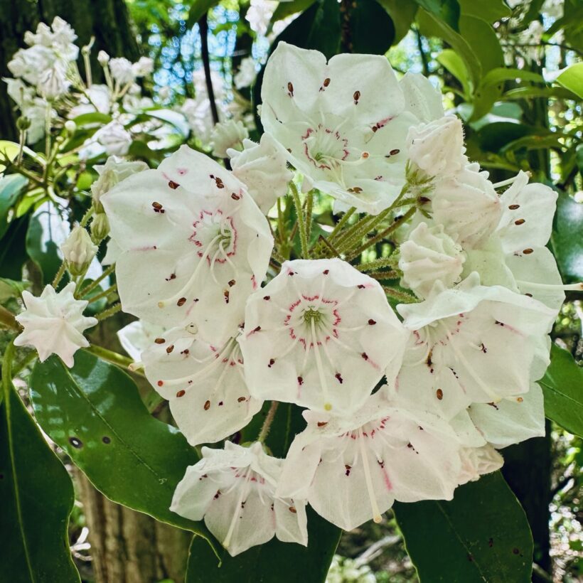 Raven rock high maryland flowers