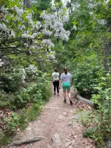 Two People Hike a Narrow Dirt Trail Through a Lush Green Forestone of the Best Hikes Around Frederick Md White Flowering Bushes Line the Path While Leaves and Rocks Cover the Ground Both Hikers Wear Shorts T shirts and Have Their Hair Tied Back