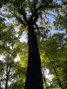 a Tall Dark Tree Viewed from Its Base Looking Upward on One of the Best Hikes Around Frederick Md Surrounded by Lush Green Foliage Sunlight Filters Through the Canopy Casting Dappled Light on the Thick Trunk and Textured Bark Against a Clear Blue Sky