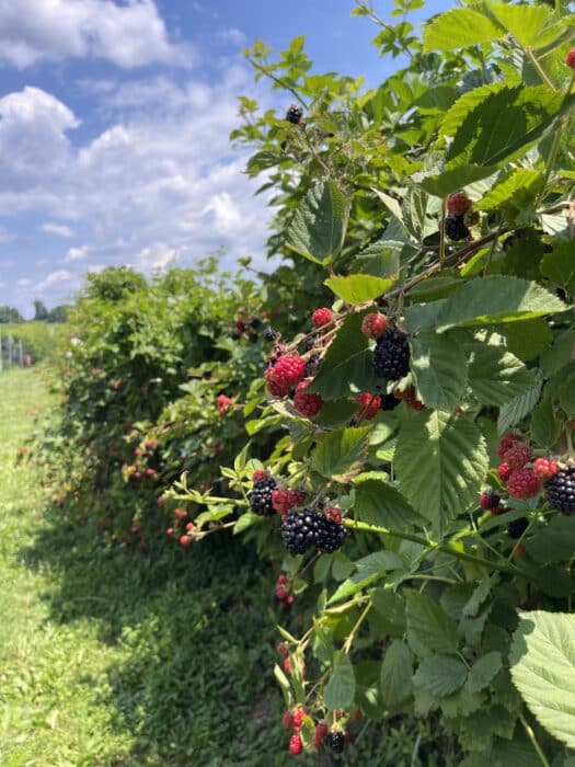 Berry picking rock hill orchard