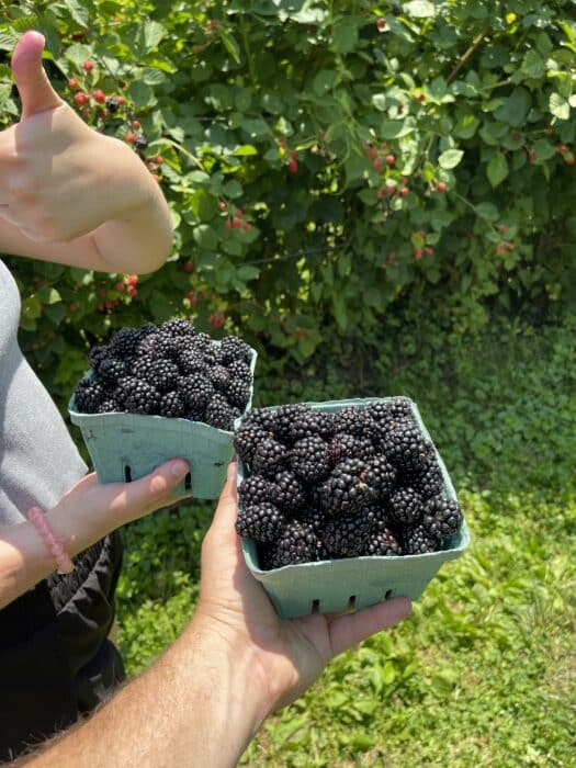 Blackberries rock hill orchard