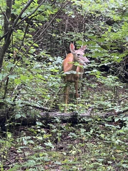 Deer on Old Rag Mountain Hike