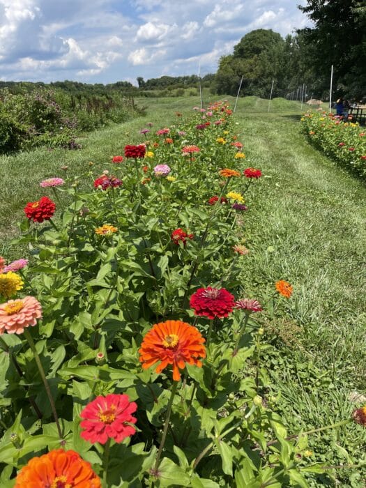 Flower picking rock hill orchard