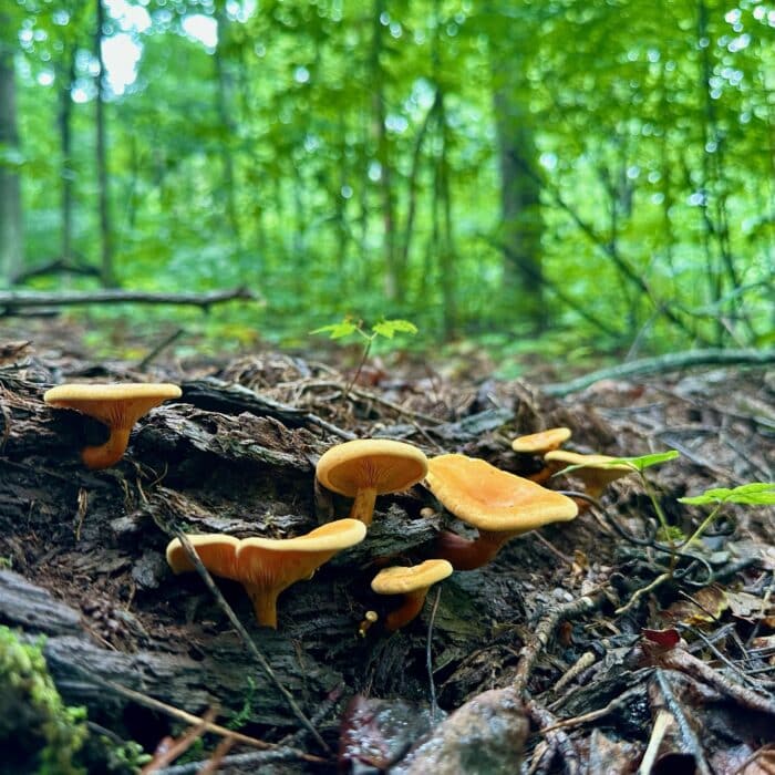 Old Rag Virginia Hike Mushrooms