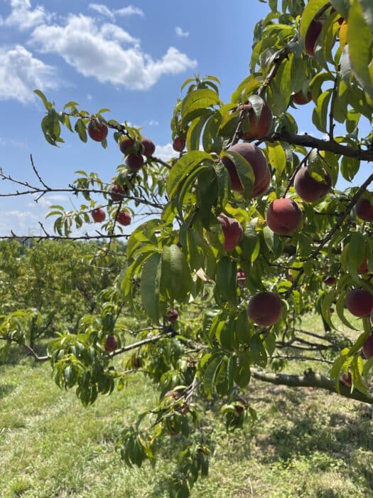 Peach picking rock hill orchard