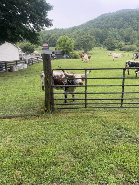 Steers Near Old Rag Mountain