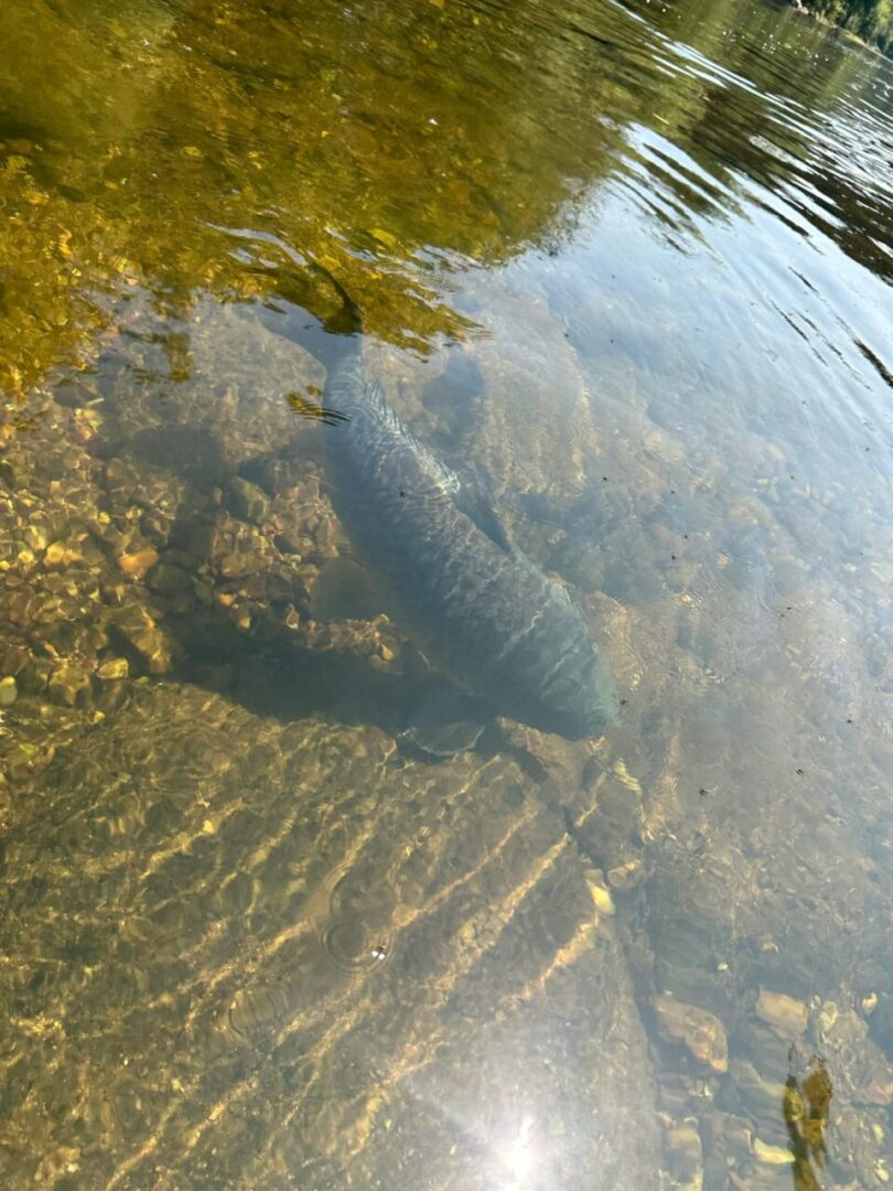 Fish in monocacy river