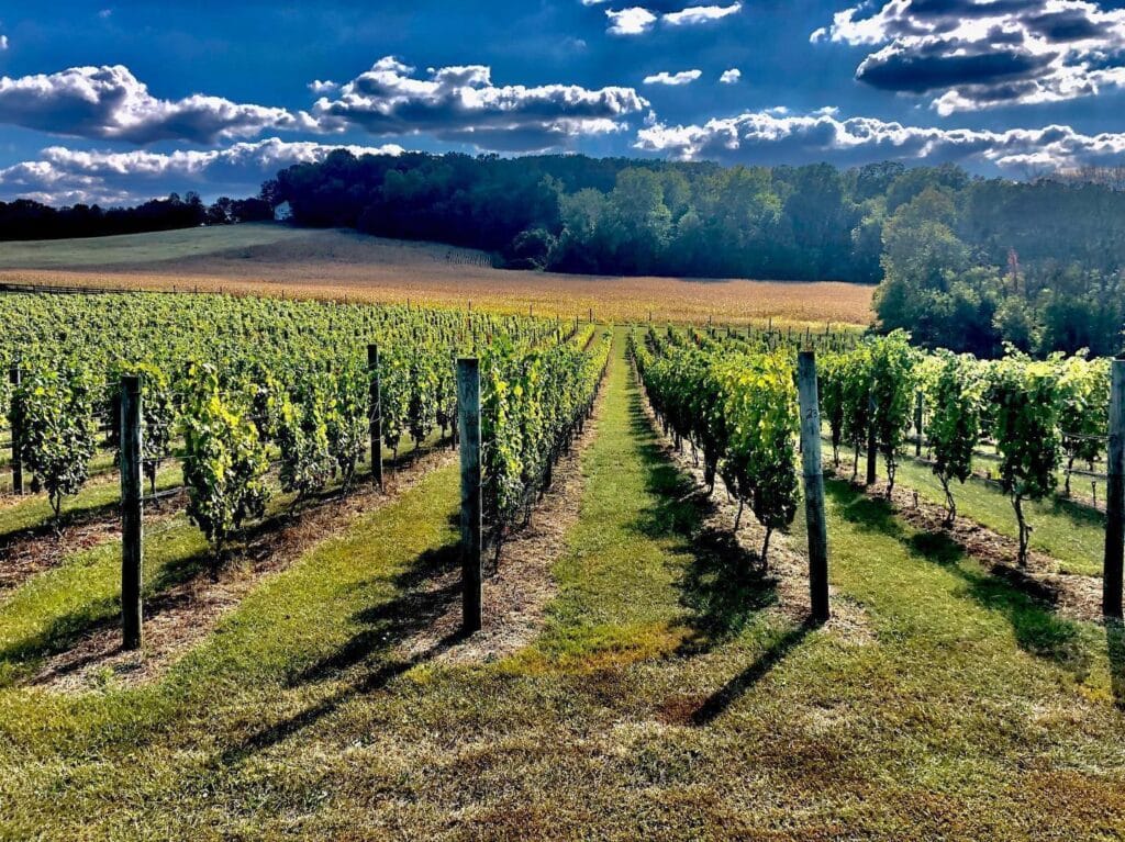 Hidden Hills Winery Frederick Rows of Grapevines Grow in a Lush Green Vineyard Under a Bright Blue Sky with Scattered Clouds in New Market Md Sunlight Casts Long Shadows from the Vines and Wooden Posts with a Tree Covered Hill and Field in the Background