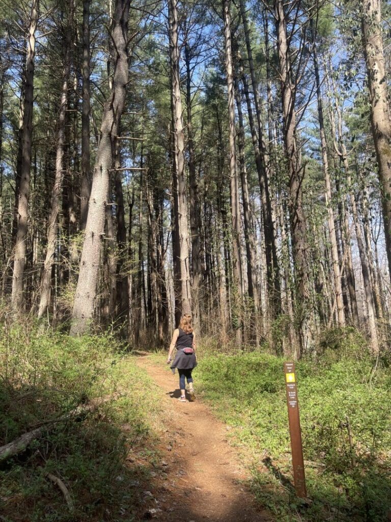 Tall Pines Patuxent River Hike a Person with Light Brown Hair Walks Alone on a Sunlit Dirt Trail Through a Tall Dense Mt Airy Md Forest They Wear a Black Jacket Tied Around Their Waist Sunlight Filters Through the Pine Trees and a Trail Sign Stands on the Right