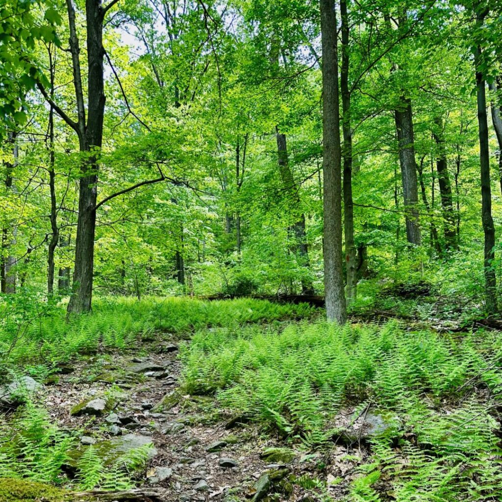 Ferns Along Misery Ridge Trail Cunningham Falls02 Ferns Along Misery Ridge Trail Cunningham Falls02