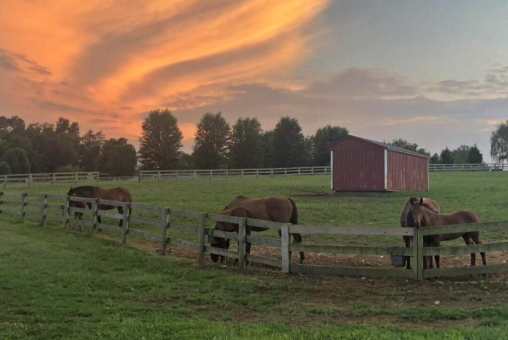 A serene pasture at sunset with four brown horses grazing near a wooden fence, just minutes from hotels in Frederick MD. A small red barn sits in the grassy field, bordered by white fences and trees beneath an orange and pink sky.