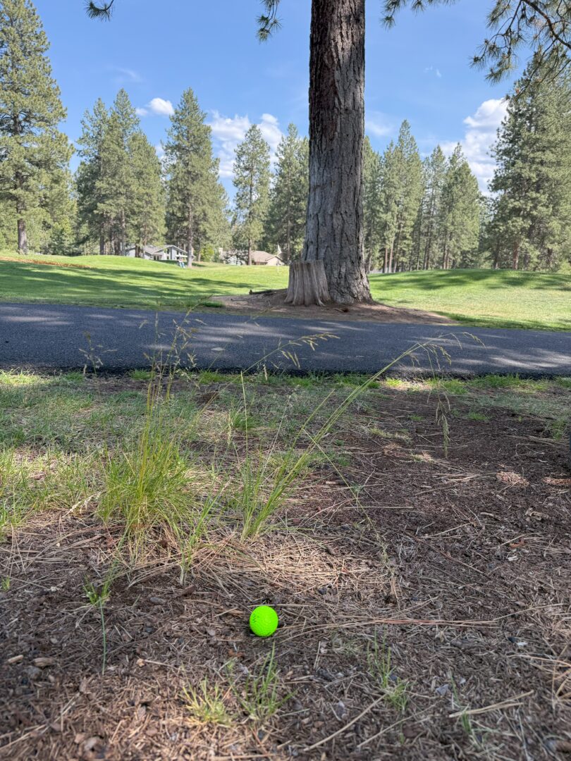 a Bright Green Golf Ball Lies on Bare Soil and Sparse Grass Near Tall Blades with a Large Tree and Shadowed Trunk Nearby in the Background Theres a Paved Path Lush Green Grass and Tall Pine Trees Under a Partly Cloudy Blue Sky a Bright Green Golf Ball Lies on Bare Soil and Sparse Grass Near Tall Blades with a Large Tree and Shadowed Trunk Nearby in the Background Theres a Paved Path Lush Green Grass and Tall Pine Trees Under a Partly Cloudy Blue Sky