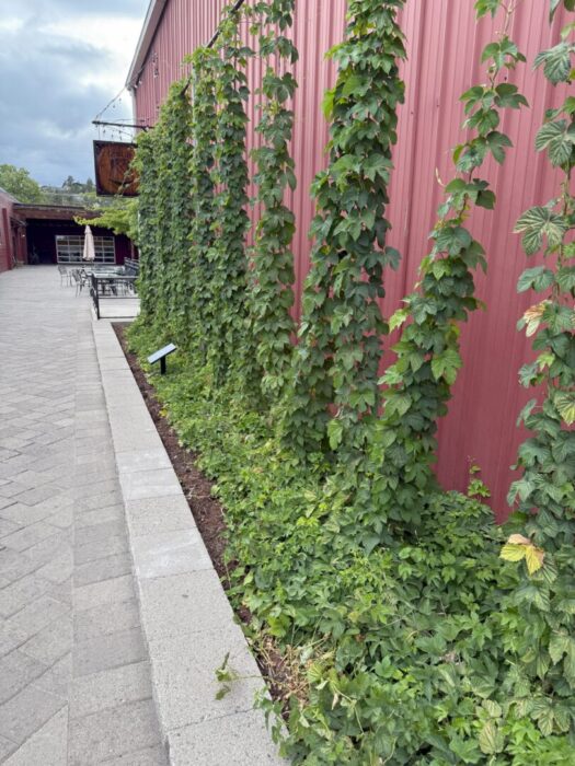 Tall Leafy Green Vines Grow Up Strings Along a Red Metal Building with a Paved Walkway and a Row of Outdoor Tables and Chairs Visible in the Background the Sky is Cloudy and There is a Small Sign Near the Plants Tall Leafy Green Vines Grow Up Strings Along a Red Metal Building with a Paved Walkway and a Row of Outdoor Tables and Chairs Visible in the Background the Sky is Cloudy and There is a Small Sign Near the Plants