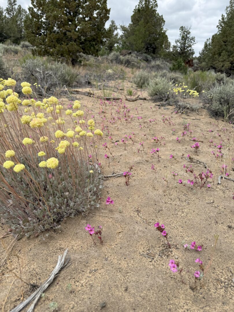 Yellow and Pink Wildflowers Grow Sparsely on Sandy Dry Ground Surrounded by Low Shrubs and Sagebrush Small Pine Trees Stand in the Background Under a Cloudy Gray Sky Creating a Natural High Desert Landscape Yellow and Pink Wildflowers Grow Sparsely on Sandy Dry Ground Surrounded by Low Shrubs and Sagebrush Small Pine Trees Stand in the Background Under a Cloudy Gray Sky Creating a Natural High Desert Landscape