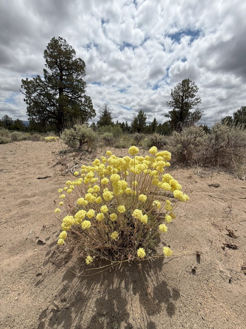a Bush with Yellow Flowers Grows in Sandy Soil Under a Dramatic Sky Filled with Thick Textured Clouds Sparse Shrubs and Tall Pine Trees Stand in the Background Creating a Desert Like Landscape the Scene Feels Wild Natural and Expansive a Bush with Yellow Flowers Grows in Sandy Soil Under a Dramatic Sky Filled with Thick Textured Clouds Sparse Shrubs and Tall Pine Trees Stand in the Background Creating a Desert Like Landscape the Scene Feels Wild Natural and Expansive