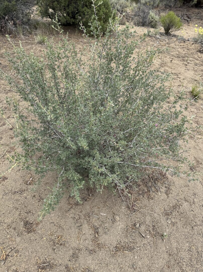 a Bushy Green Shrub with Thin Spiky Branches and Small Leaves Grows out of Sandy Dry Soil in the Oregon Badlands Near the Flatiron Rock Loop Sparse Grasses and Ancient Juniper Dot the Arid Desert Landscape in the Background a Bushy Green Shrub with Thin Spiky Branches and Small Leaves Grows out of Sandy Dry Soil in the Oregon Badlands Near the Flatiron Rock Loop Sparse Grasses and Ancient Juniper Dot the Arid Desert Landscape in the Background