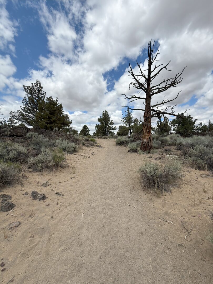 a Sandy Dry Trail Winds Through Sparse Sagebrush and Small Shrubs a Leafless Gnarled Tree Stands on the Right Surrounded by a Few Green Pine Trees the Sky is Mostly Cloudy with Patches of Blue Showing Through a Sandy Dry Trail Winds Through Sparse Sagebrush and Small Shrubs a Leafless Gnarled Tree Stands on the Right Surrounded by a Few Green Pine Trees the Sky is Mostly Cloudy with Patches of Blue Showing Through