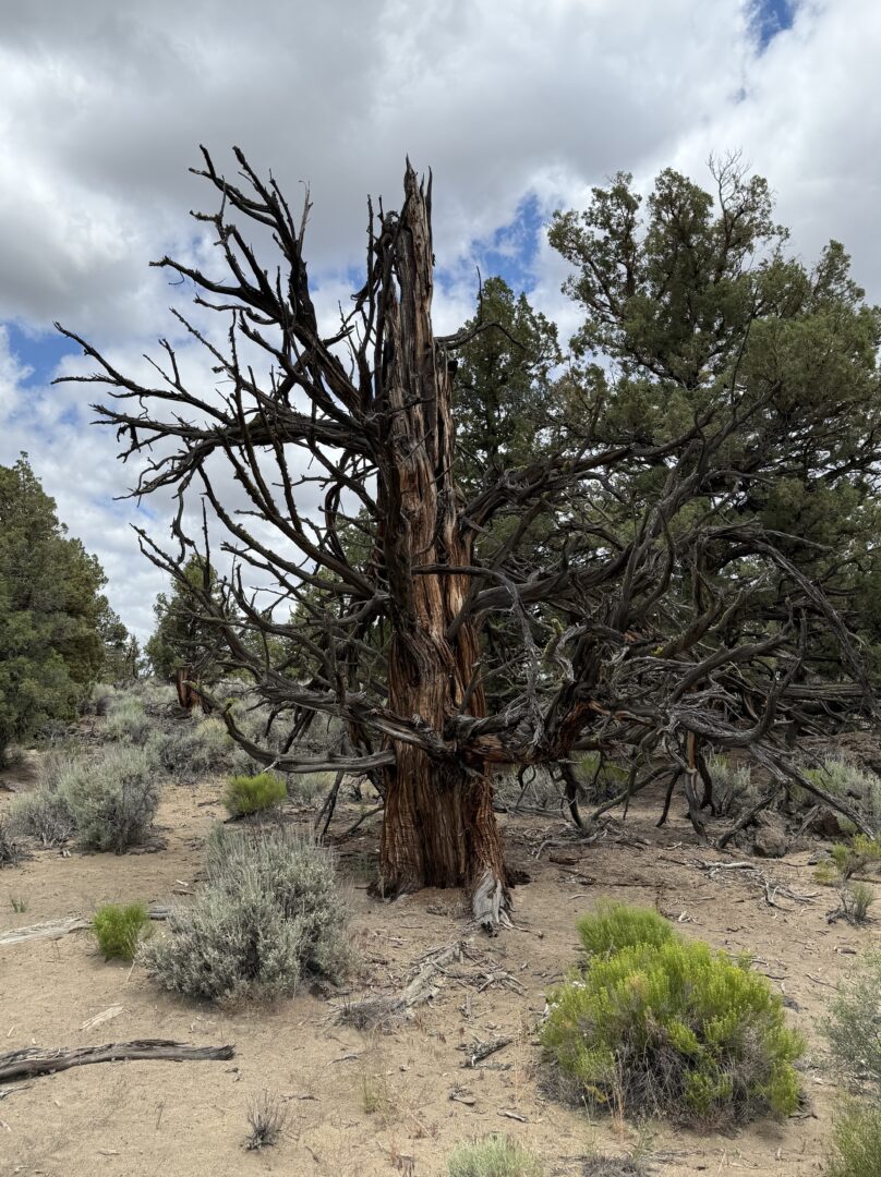 a Weathered Leafless Ancient Juniper with Twisted Dark Branches Stands on Sandy Ground Amid Green Shrubs Other Evergreen Trees Rise in the Oregon Badlands Under a Cloudy Sky Giving a Dry Rugged Landscape Appearance a Weathered Leafless Ancient Juniper with Twisted Dark Branches Stands on Sandy Ground Amid Green Shrubs Other Evergreen Trees Rise in the Oregon Badlands Under a Cloudy Sky Giving a Dry Rugged Landscape Appearance