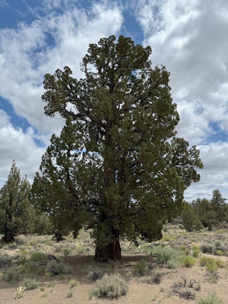 a Large Old Juniper Tree Stands Alone in a Dry Grassy Landscape Under a Partly Cloudy Sky Surrounded by Scattered Low Shrubs and Distant Smaller Trees the Sky is Blue with Patches of Thick White Clouds a Large Old Juniper Tree Stands Alone in a Dry Grassy Landscape Under a Partly Cloudy Sky Surrounded by Scattered Low Shrubs and Distant Smaller Trees the Sky is Blue with Patches of Thick White Clouds