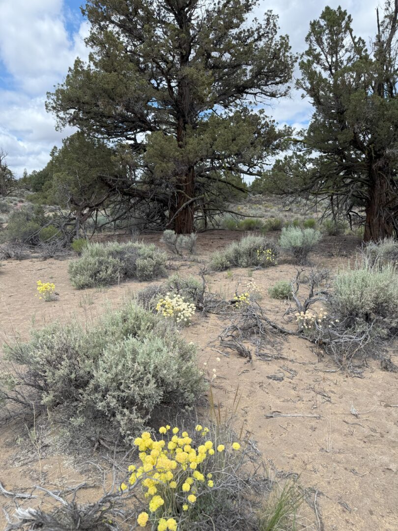 a High Desert Scene with Sandy Soil Scattered Sagebrush Patches of Small Yellow Wildflowers and Large Juniper Trees Under a Partly Cloudy Sky the Landscape Looks Dry and Sparsely Vegetated Typical of an Arid Environment a High Desert Scene with Sandy Soil Scattered Sagebrush Patches of Small Yellow Wildflowers and Large Juniper Trees Under a Partly Cloudy Sky the Landscape Looks Dry and Sparsely Vegetated Typical of an Arid Environment