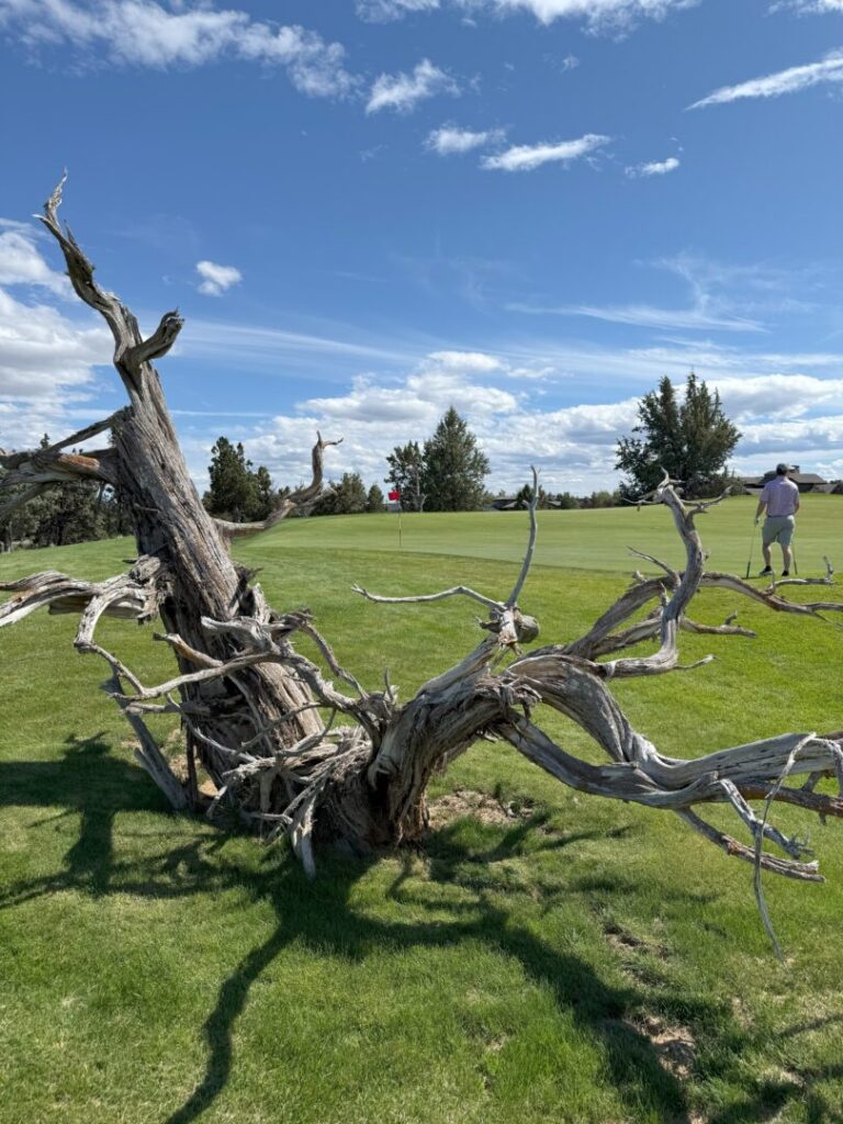 Juniper Pronghorn Golf Course a Twisted Weathered Tree Trunk Lies on Bright Green Grass Under a Blue Sky with Scattered Clouds in the Background at Pronghorn Golf Course a Person Walks Near a Golf Green with a Red Flag Surrounded by Trees and Open Space