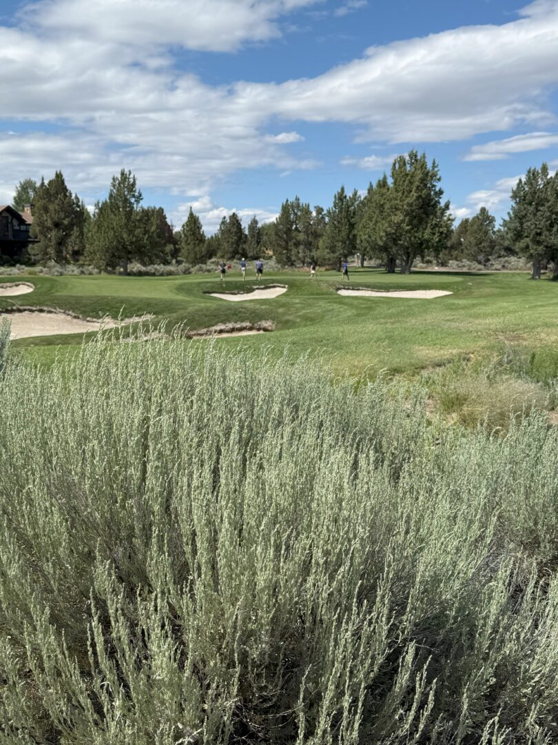 Pronghorn Golf Course Bend Oregon Dense Sagebrush Fills the Foreground of Pronghorn Golf Course with Green Fairways Sand Bunkers and Clusters of Trees in the Background Several Golfers Can Be Seen in the Distance Under a Partly Cloudy Blue Sky