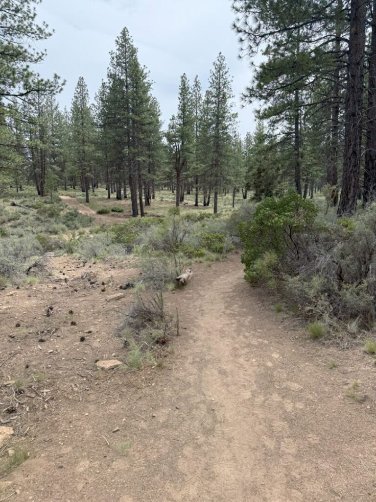 A dirt hiking path, known as Rimrock Trail, winds through a forest of tall pine trees and sparse bushes under a cloudy sky. The ground is dry with scattered rocks and patches of grass, surrounded by green shrubs and open scenery.
