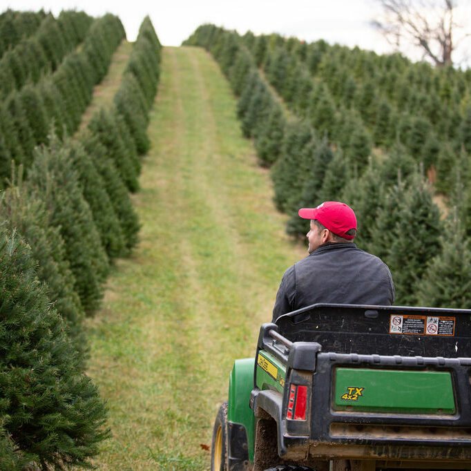 Gaver farm at christmas time a Person in a Red Cap Drives a Green Utility Vehicle Along a Grassy Path at Gaver Farm Weaving Through Rows of Neatly Planted Evergreen Trees the Evenly Spaced Trees Stretch into the Distance Forming a Strikingly Symmetrical Pattern