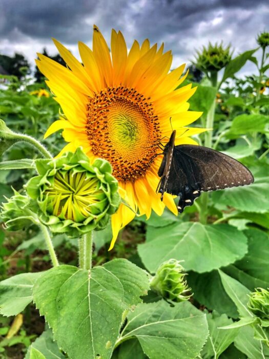 A bright yellow sunflower blooms at Gaver Farm in a green field under a cloudy sky. A black butterfly rests on one sunflower petal, while an unopened sunflower bud and lush leaves fill the background with more sunflowers.
