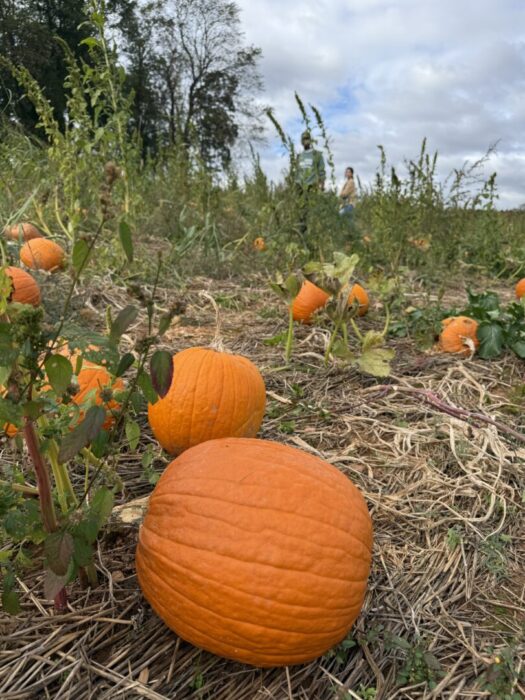 Several bright orange pumpkins rest on dry, straw-covered ground in the Gaver Farm pumpkin patch. Green weeds and vines grow around them as two people walk through the field under a partly cloudy sky with trees on the horizon.