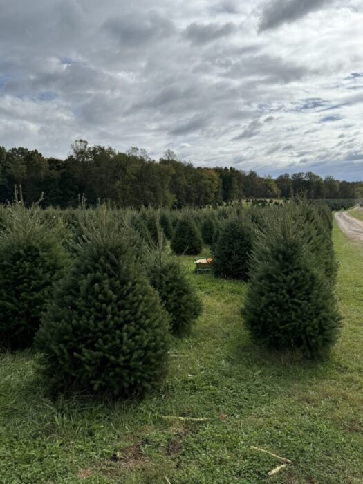 Rows of neatly trimmed Christmas trees grow on a grassy field at Gaver Farm under a cloudy sky. In the middle of the trees stands a wooden sawhorse. Trees and a dirt road stretch into the distance, bordered by dense forest on the left.
