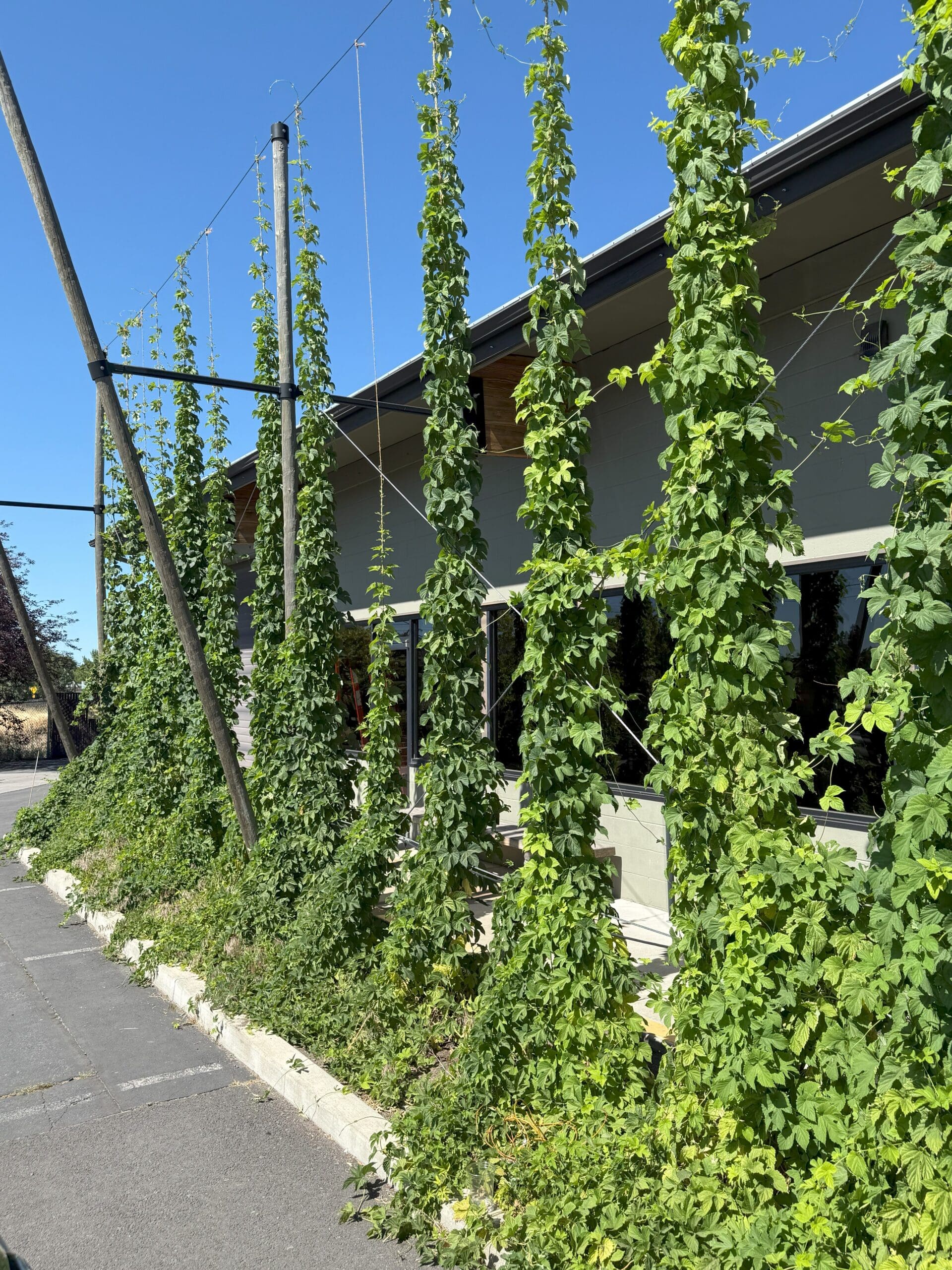 Tall Green Hop Plants Climb Up Strings Attached to Poles Beside the Crux Fermentation Projects Modern Building with Large Windows Their Lush Leaves Contrast Against the Clear Blue Sky Bordered by a Paved Walkway and Curb