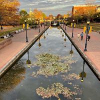 View of a canal lined with lily pads and brick walkways in Frederick, MD. People stroll under autumn trees and yellow banners. Boutique hotels Frederick MD are nearby, with buildings in the background beneath a partly cloudy sky.