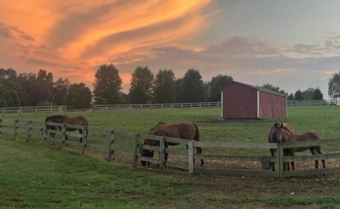 A serene pasture at sunset with four brown horses grazing near a wooden fence, just minutes from hotels in Frederick MD. A small red barn sits in the grassy field, bordered by white fences and trees beneath an orange and pink sky.