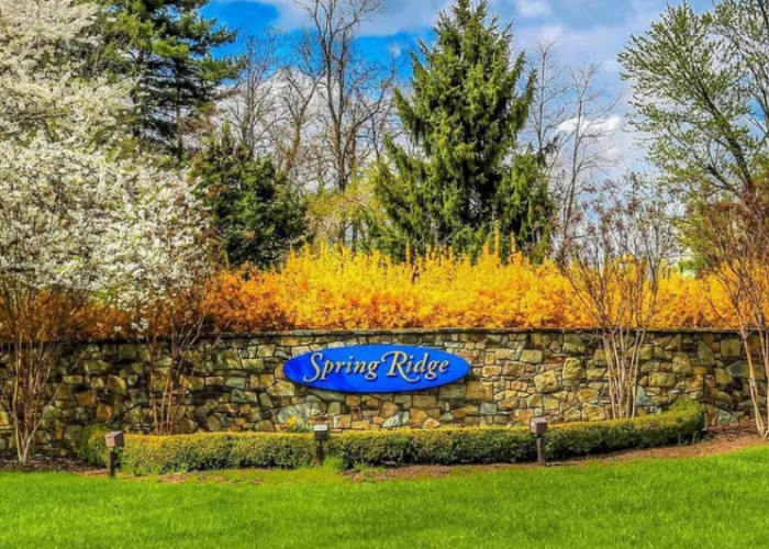 Blue 'Spring Ridge' sign on a stone wall with yellow flowering shrubs and a green lawn in front.