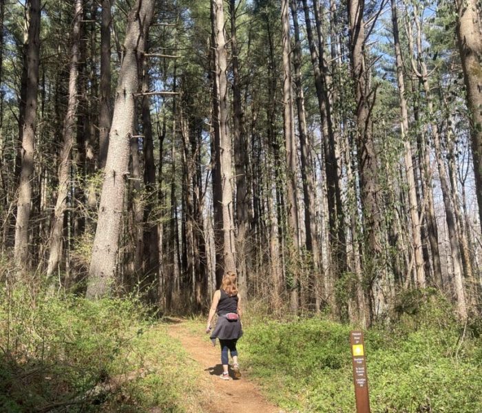A person with light brown hair walks alone on a sunlit dirt trail through a tall, dense Mt Airy MD forest. They wear a black jacket tied around their waist. Sunlight filters through the pine trees, and a trail sign stands on the right.